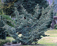 Ялівець лускатий Мейєрі (можжевельник Juniperus squamata Meyeri) С3