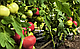 Насіння томату рожевого Роялпинк F1 500 насіння Enza Zaden, фото 2
