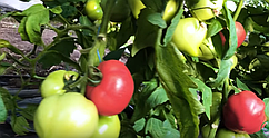 Насіння томату рожевого Роялпинк F1 500 насіння Enza Zaden