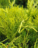 Ялівець середній пфітцеріана Олд Голд С3 (можжевельник Juniperus media/pfitzeriana Old Gold)