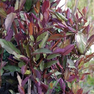 Жимолость пурна японська (контейнер 0,5л)