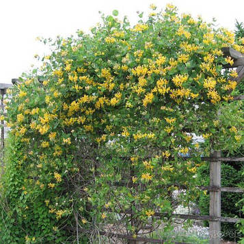 Жимолость вічнозелена (контейнер 0,5л)