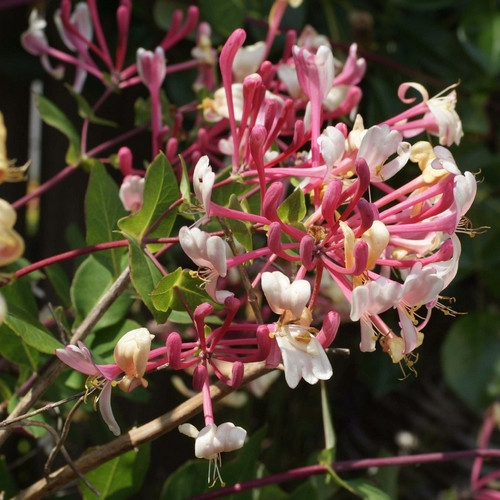 Жимолость кучерява Серота/Lonicera periclymentm Serotina