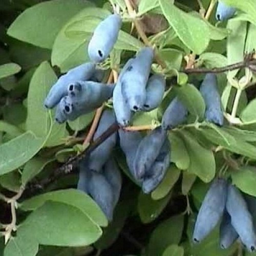 Жимолість Турчанка, середньо-пізня, 1рік, фото 1