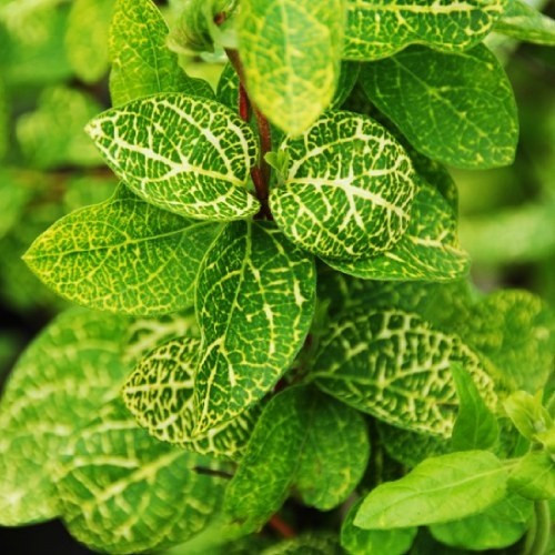 Жимолость японська \ Aureoreticulata