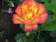 Троянда Бонанза (Bonanza) Шраб, фото 2