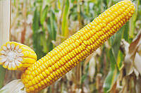 Семена кукурузы гибрид Почаевский МВ ФАО 190