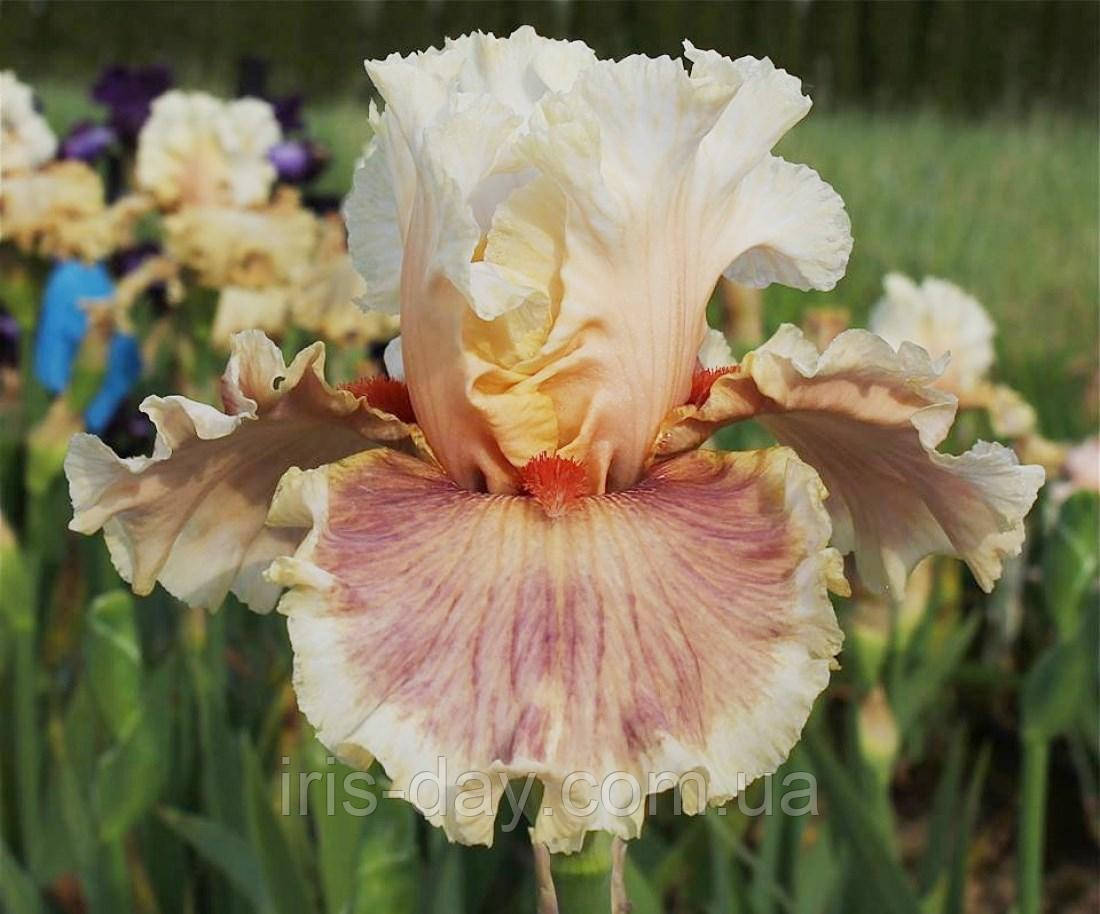 Ірис Apricot Smoothie Еприкот Смузі (Johnson 2018) (сажники), фото 1