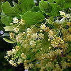 Саджанці Липи дрібнолистної (Tilia cordata), фото 2