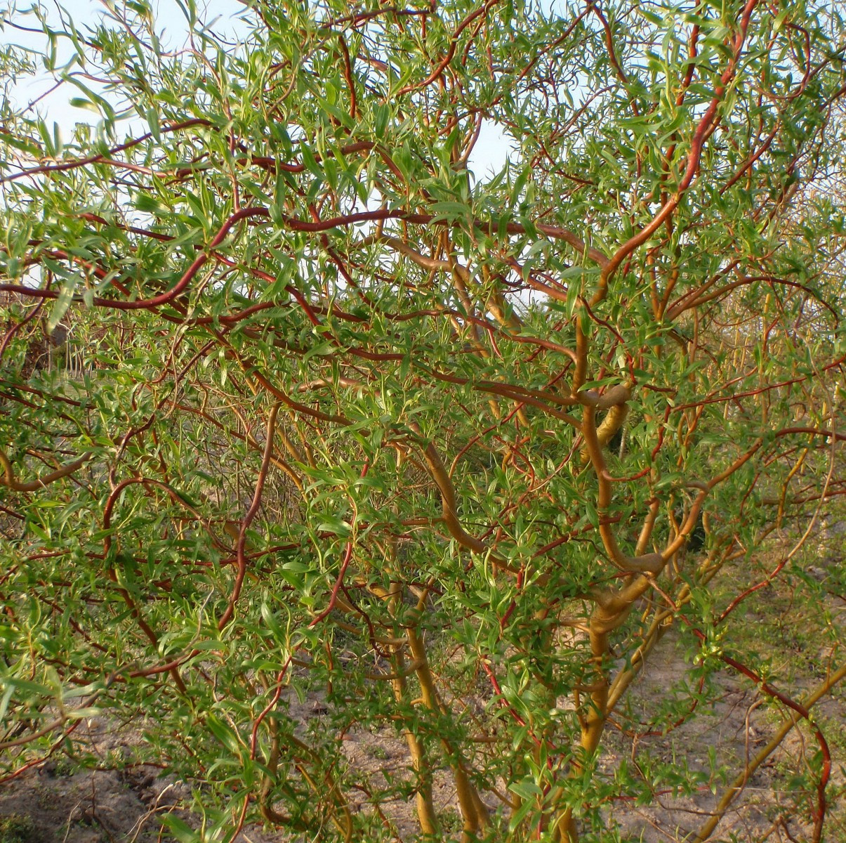 Саджанці Верби Мацуда, Мацудана (Salix matsudana)