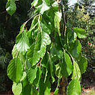 Саджанці Граба звичайного (Carpinus betulus), фото 2