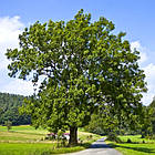 Саджанці Ясена звичайного (Fraxinus excelsior), фото 2