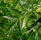 Саджанці Ясена звичайного (Fraxinus excelsior), фото 3