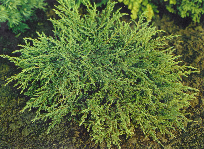 Ірі пландағы анальды порно фотосуреттер