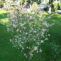 Верба японська цільнолиста Хакуро - нішикі Р9