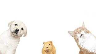 Лікування демодекозу