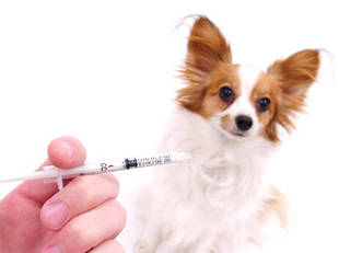 Лікування піроплазмозу собак