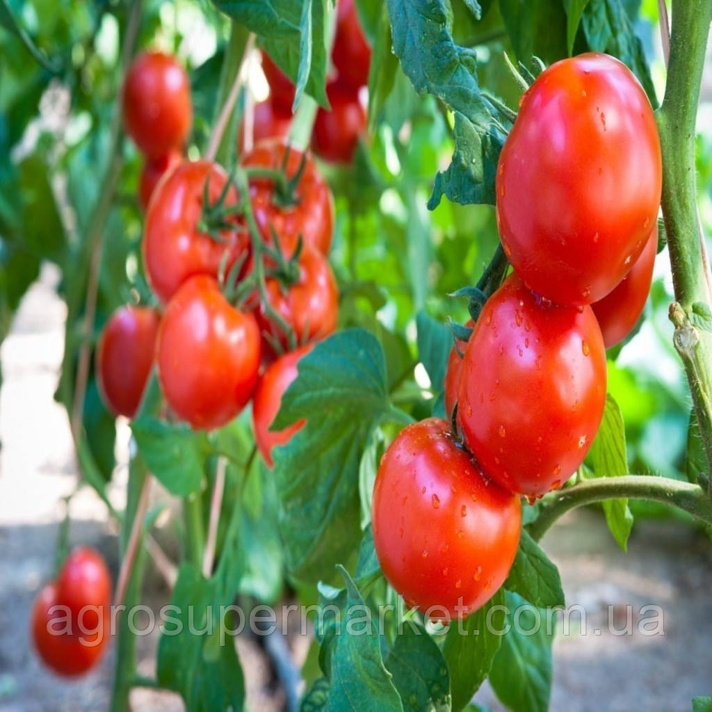Насіння томату червоного Зейно F1 BT TOHUM тепличний 500-сим'ян Туреччина