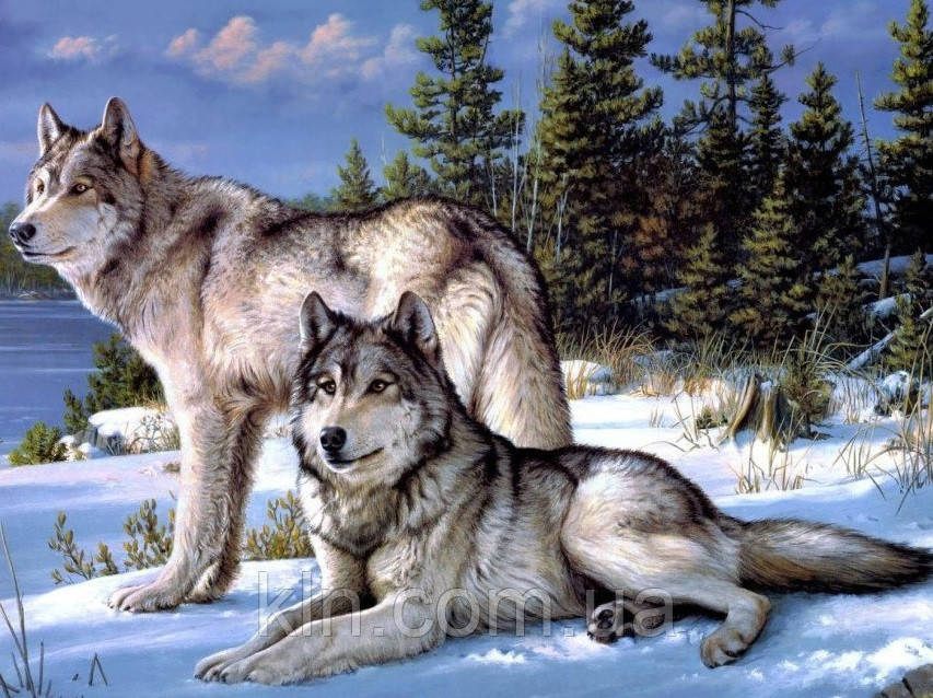 Алмазна мозаїка (на підрамнику) Вовк і вовчиця 50 х 40 см (арт. TN558) на подарунок, фото 1