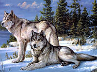 Алмазная вышивка на подрамнике Семейство волков 50 х 40 см (арт. TN558)