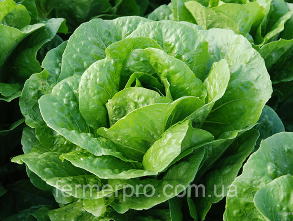 Салат Ксамена, 5000 насіння Enza Zaden, фото 1