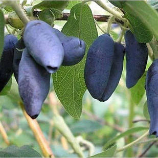 Саджанці жимолості їстівної Гордість Кубані - середньо-пізня, крупноплідна, невибаглива