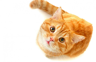 Шампунь для кішок