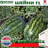 Насіння, кавун ШЕЙНИ (КЅ 163) F1, 1000 насінин, KITANO SEEDS (Нідерланди), фото 2