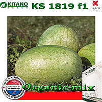 Кавун КЅ 1819 F1, 1000 насінин, KITANO SEEDS (Нідерланди)