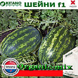 Насіння, кавун ШЕЙНІ (КS 163) F1, 100 насіння, KITANO SEEDS (Нідерланди), фото 3
