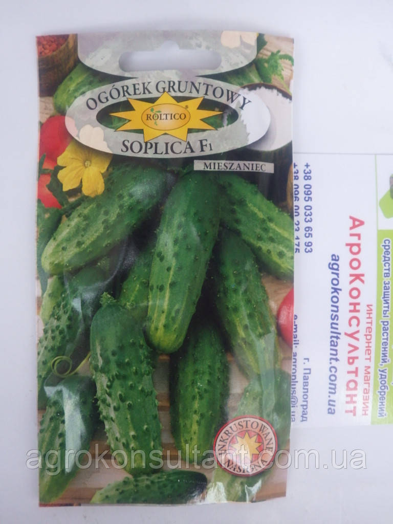 Насіння огірка Соплиця F1 (Roltico), 5 грам — ранній (45-50 днів), бджолозапильний корнішон