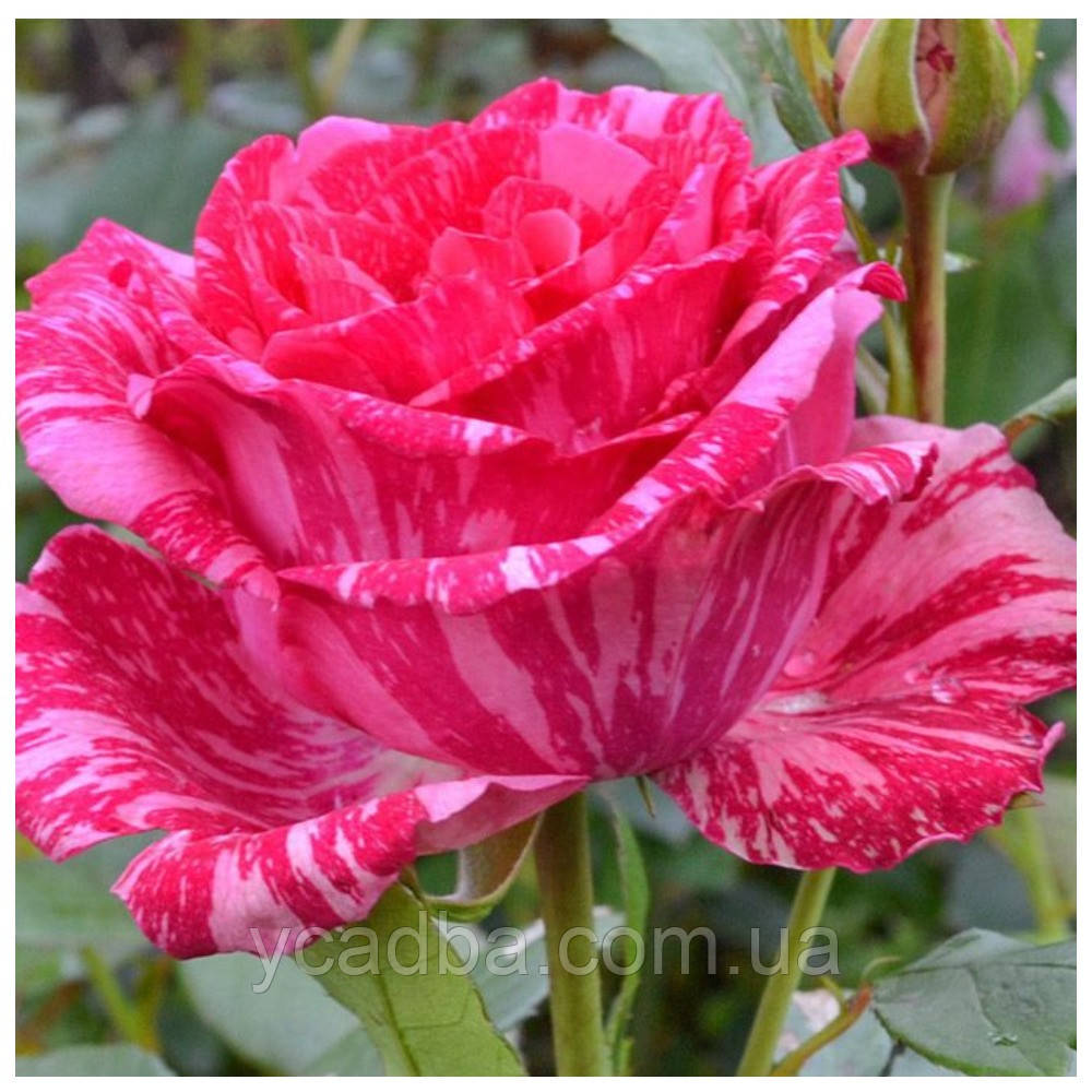 Троянда чайно-гібридна Пінк Інтуїшн, фото 1