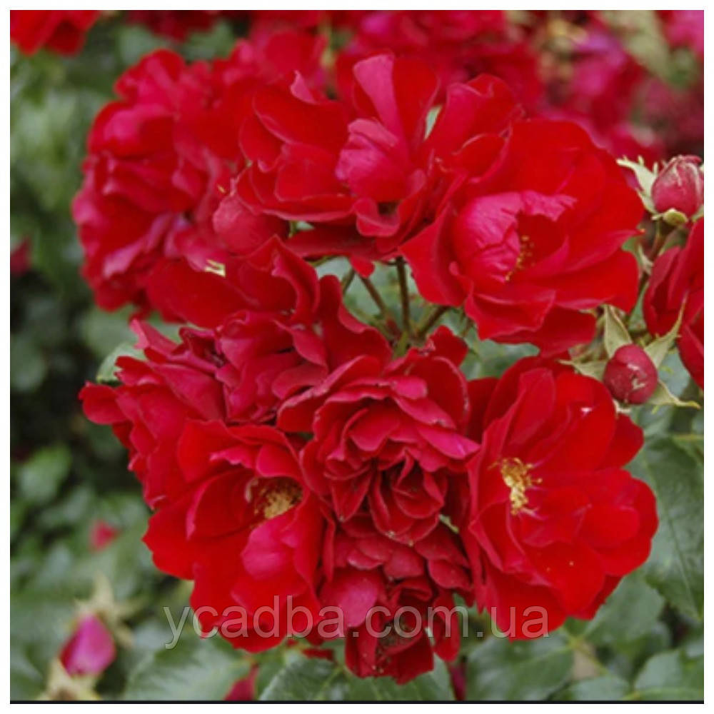 Троянда грунтопокривна шраб Центро Роуз, фото 1