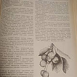 Виробнича енциклопедія садівніцтва, фото 9