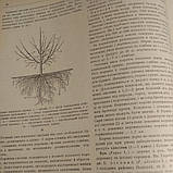 Виробнича енциклопедія садівніцтва, фото 4