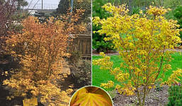 Клен пальмолистний / японський Orange Dream 2 річний, Клен японский Оранж Дрим, Acer palmatum Orange Dream, фото 5