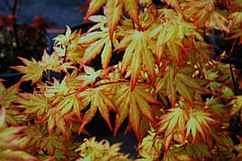 Клен пальмолистний / японський Orange Dream 2 річний, Клен японский Оранж Дрим, Acer palmatum Orange Dream, фото 3