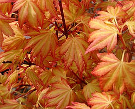 Клен пальмолистний / японський Orange Dream 2 річний, Клен японский Оранж Дрим, Acer palmatum Orange Dream, фото 4