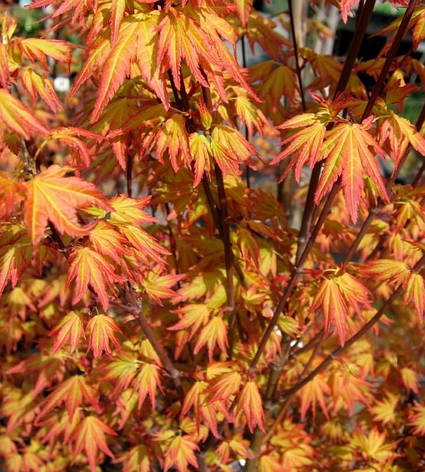 Клен пальмолистний / японський Orange Dream 2 річний, Клен японский Оранж Дрим, Acer palmatum Orange Dream, фото 1