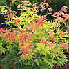 Клен японський Orange Dream 3 річний, Клен японский Оранж Дрим, Acer palmatum Orange Dream, фото 6
