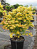 Клен японський Orange Dream 3 річний, Клен японский Оранж Дрим, Acer palmatum Orange Dream, фото 7