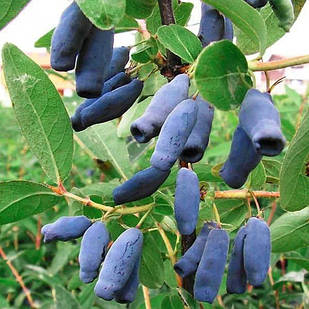 Саджанці жимолості їстівної Слобожанка - середня, невибаглива, зимостійка