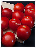 Насіння томату Баста 1000 насіння Clause