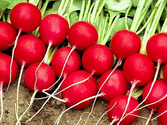 Редис Селеста F1 2 гр Inter Seed