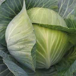 Капуста Ліон F1 б/к 20 шт Агроном, фото 1