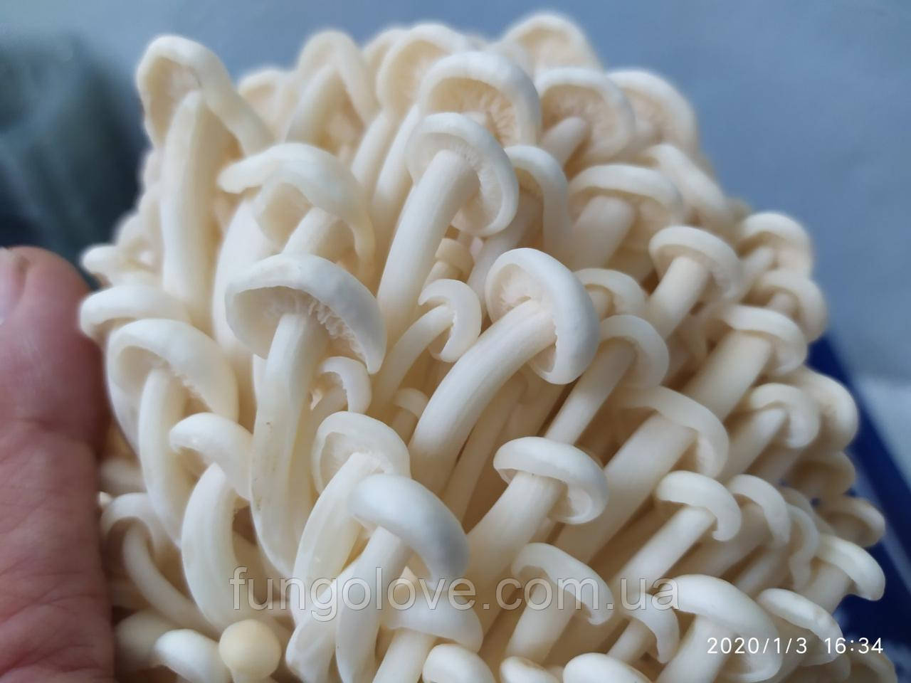 Енокі (Зимовий обенок) Flammulina velutipes