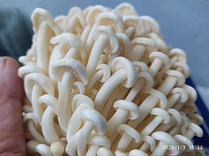 Енокі (Зимовий обенок) Flammulina velutipes