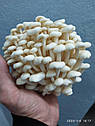 Енокі (Зимовий обенок) Flammulina velutipes, фото 3