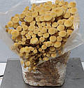 Енокі (Зимовий обенок) Flammulina velutipes, фото 5
