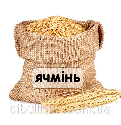 Насіння Ячмінь посівний, 1 кг на розвіс, фото 1